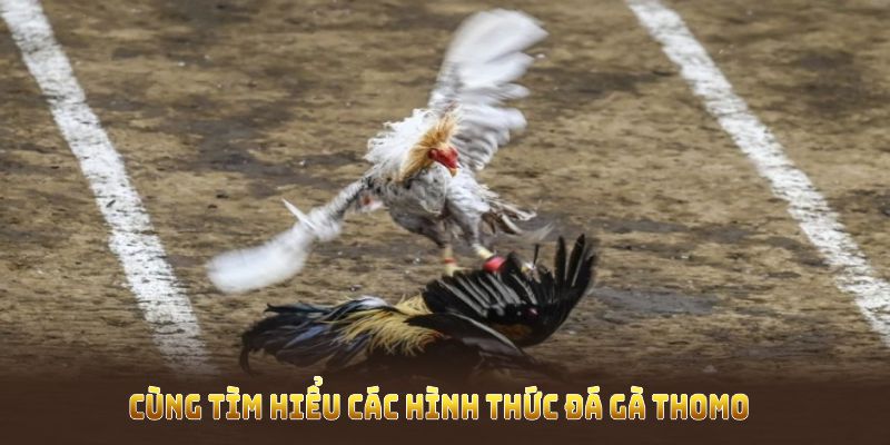 Đa dạng loại hình