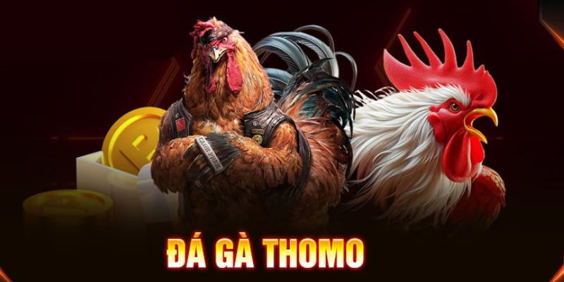Đá gà Thomo cực hấp dẫn tại U888 năm 2025